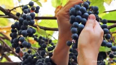 女人温柔的手采摘葡萄园里的紫葡萄